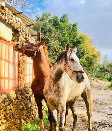 نادي الأدهم لركوب الخيل