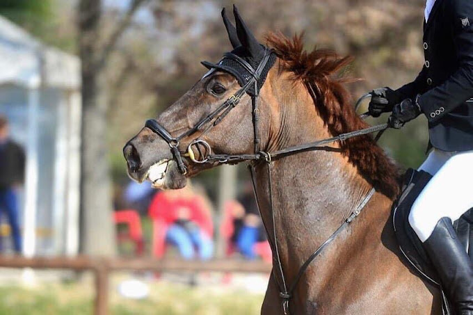 نادي الأدهم لركوب الخيل