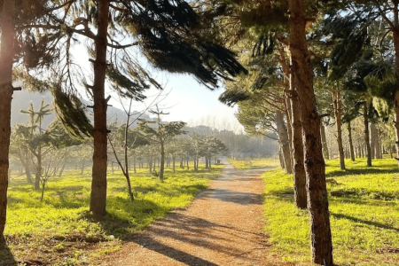 Chbanieh Forest