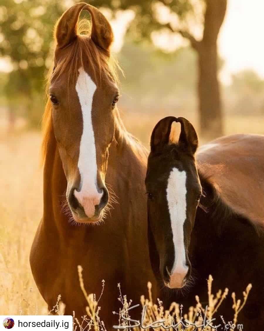 نادي بيغاسوس لركوب الأحصنة