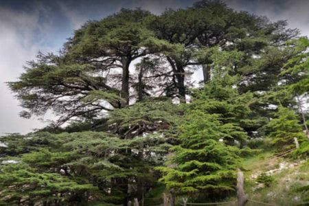 Cedars Forest