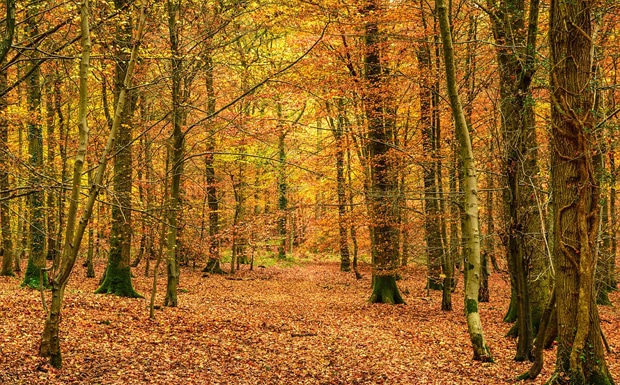 Hike in Ezzer Forest